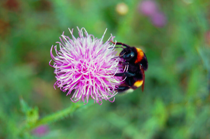 Разведение пчел для начинающих: с чего начать, советы пчеловодов, видео
