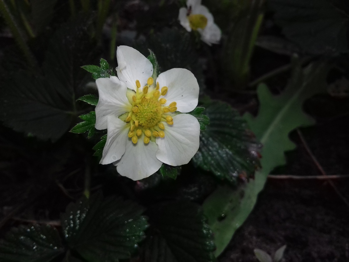 Крупный цветок, залог богатого урожая