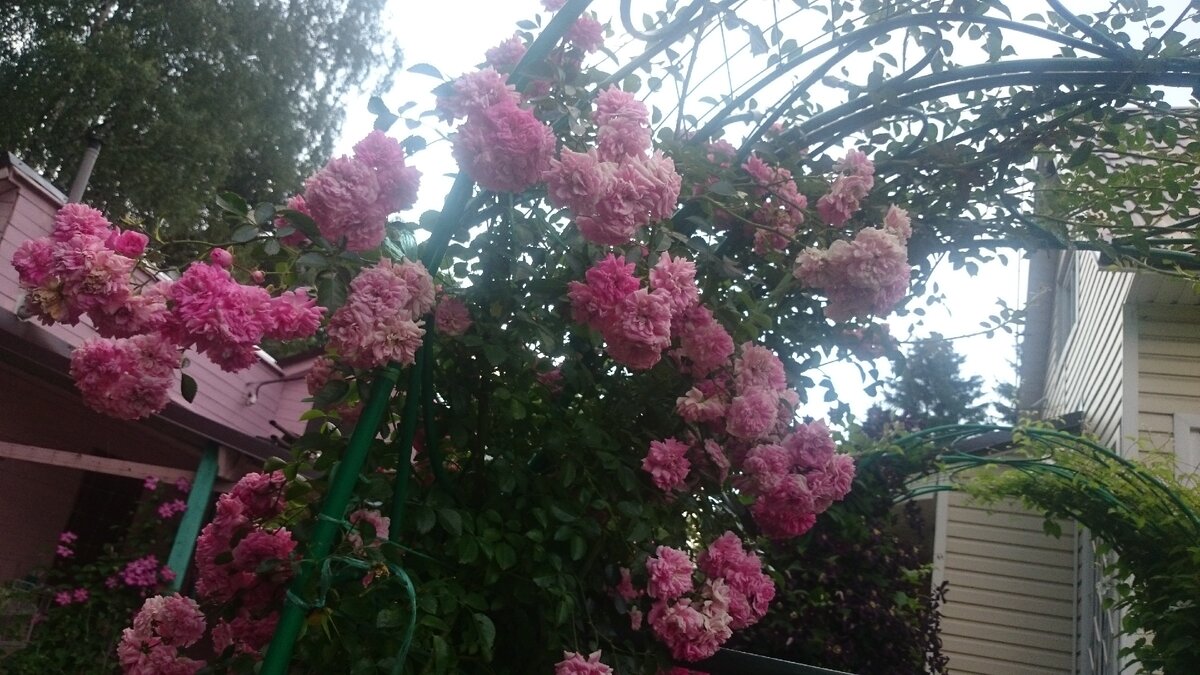 Фото авторское.