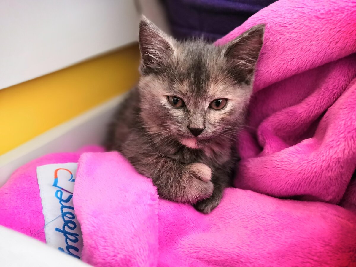Кошка которая всегда как котенок. Здоровый котенок. кошки которые всегда котята. милые котики картинки. котики фото смешные и милые.