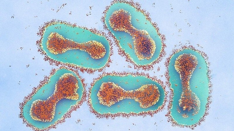 я решил сэкономить на спорт инвентаре и нашел такие вот гантели. думаю ничего страшного не случится