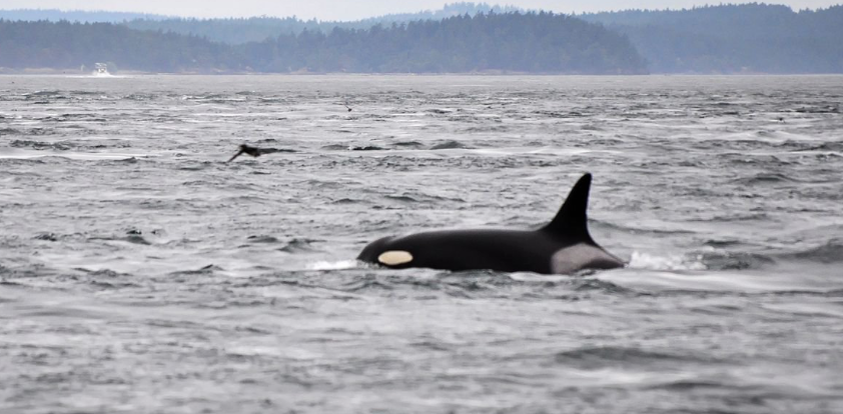 очередной заплыв