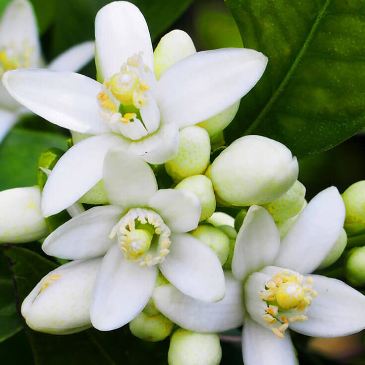 Neroli absolute