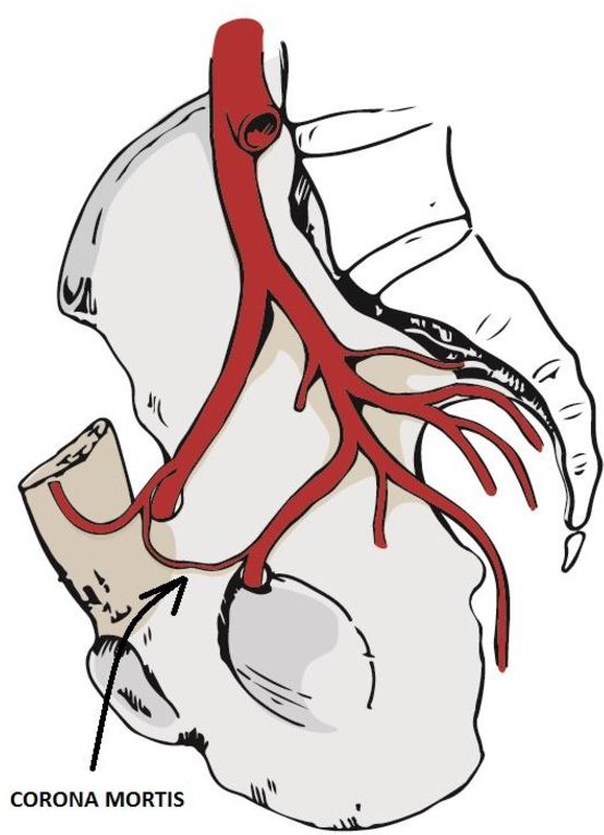 Анатомия таза|Фото: https://www.semanticscholar.org/topic/Lanolin-0.3-MG%2FMG-Topical-Ointment-%5BCorona/5549778