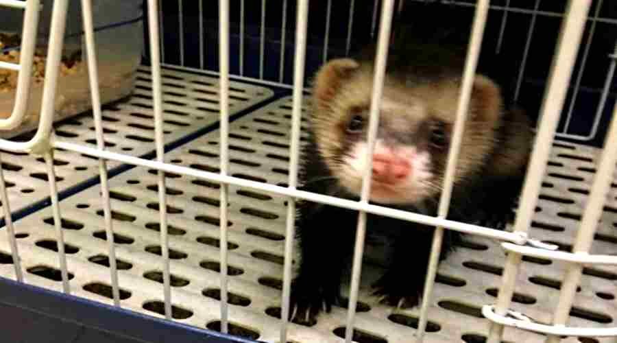 Хорёк в клетке...