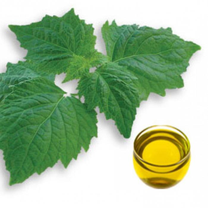 Масло пачули