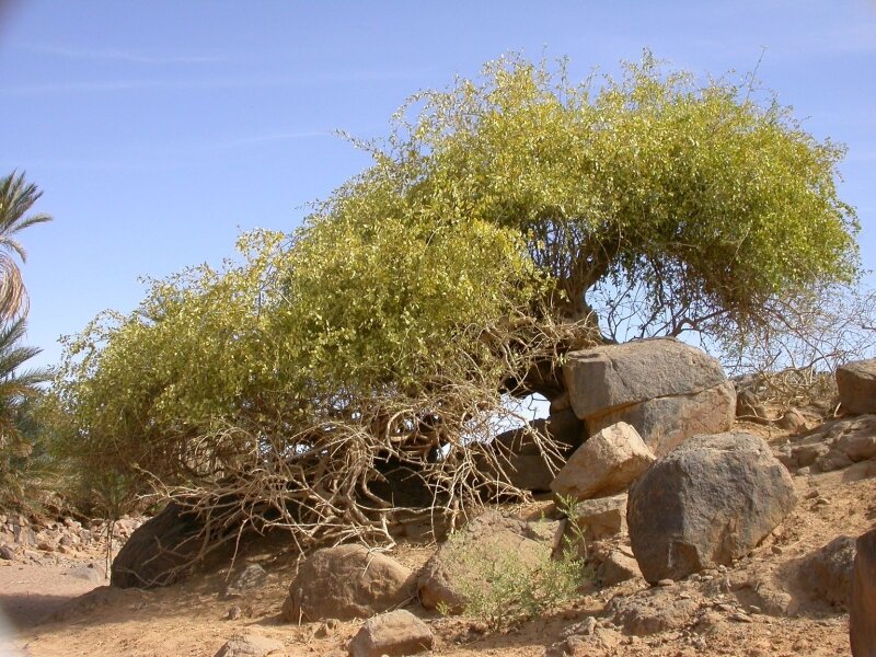 Фото Горчичное дерево, более 97 качественных бесплатных стоковых фото