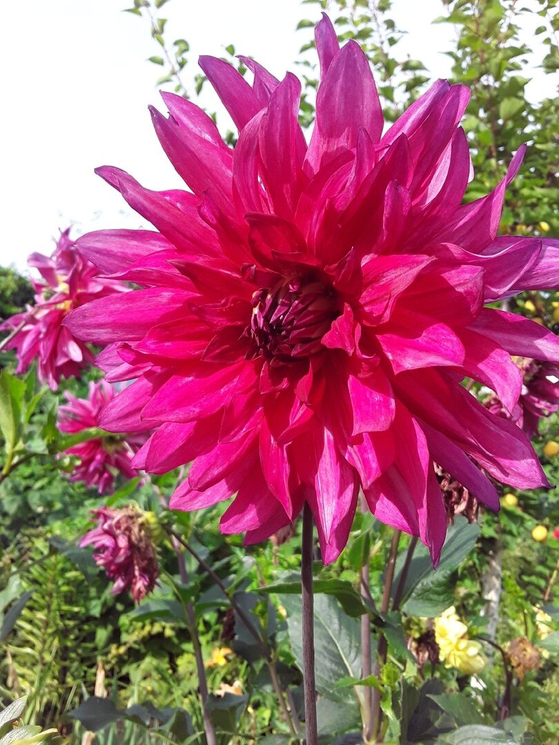 Этот георгин расцвел самым первым, еще в начале июля