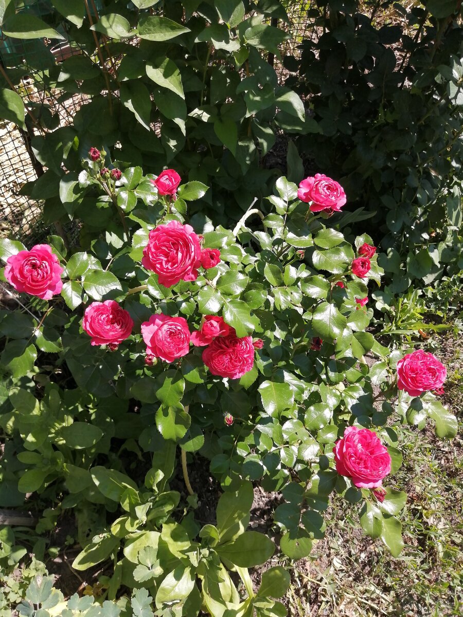 Red Leonardo da Vinci