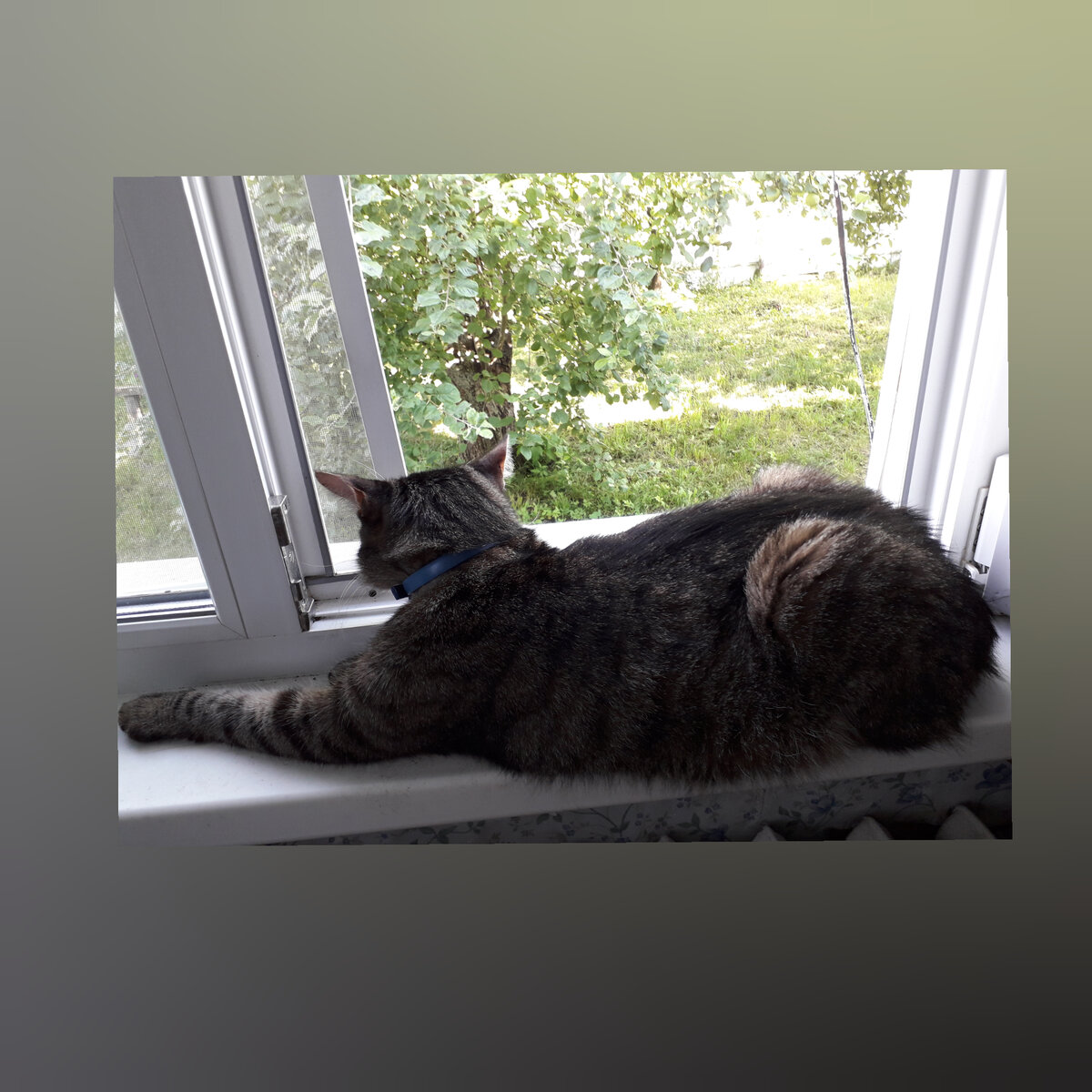 Подписывайтесь на канал, если хотите читать публикации о кошках, ставьте лайки!