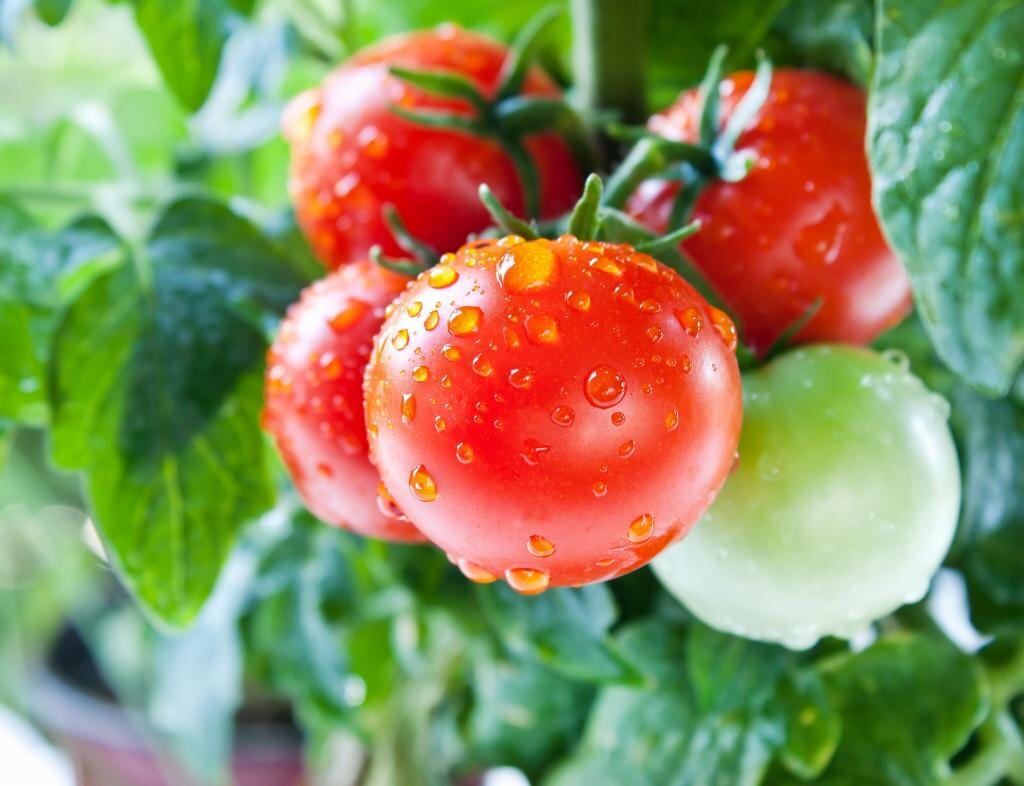 Как поливать томаты в период созревания