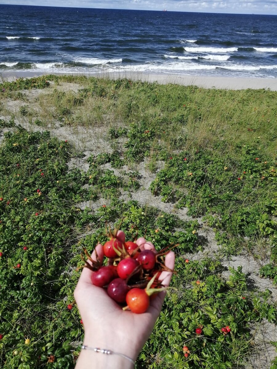 Невероятный шиповник у самого моря на дюне