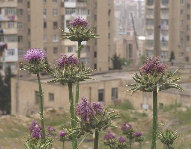 Взято из открытого доступа. На фото расторопша