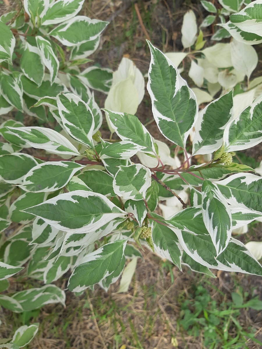 Дёрен белый