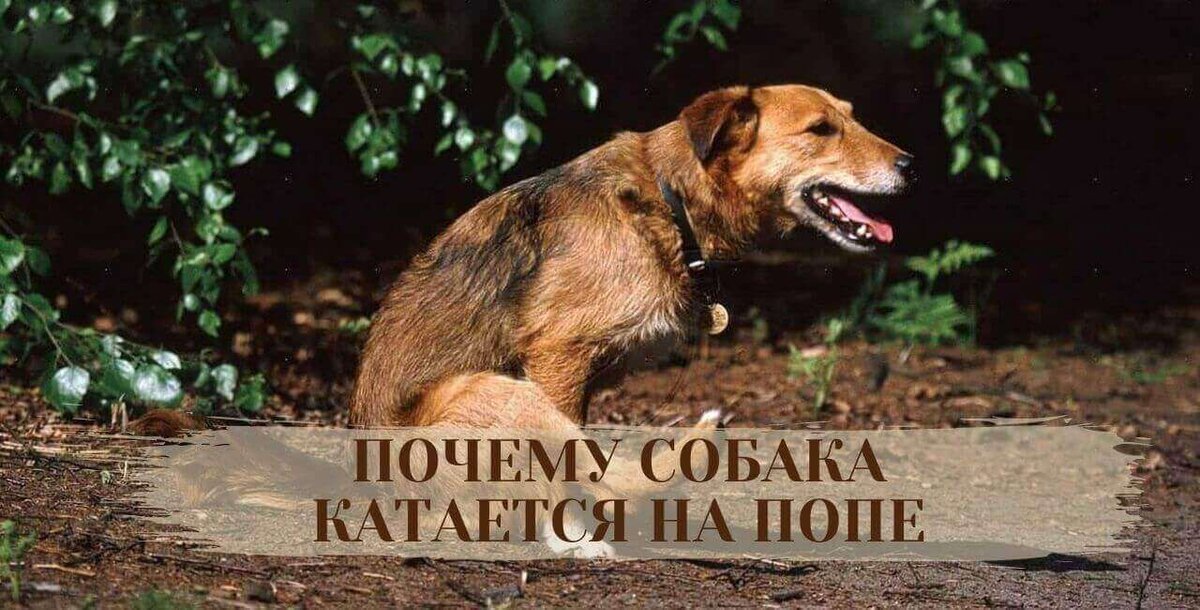 Почему собака катается на попе