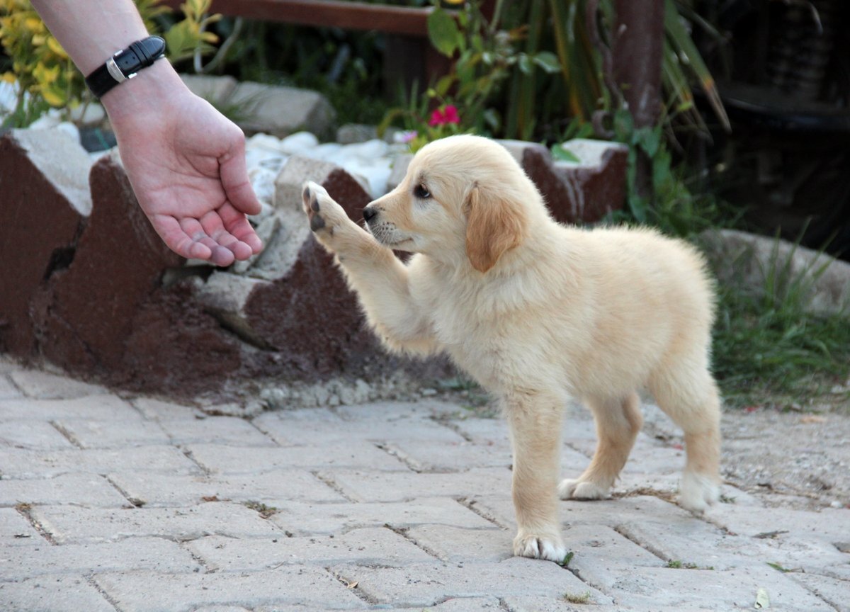 Взято http://priobschool1.86.i-schools.ru/files/novosti/dai_lapu.jpg