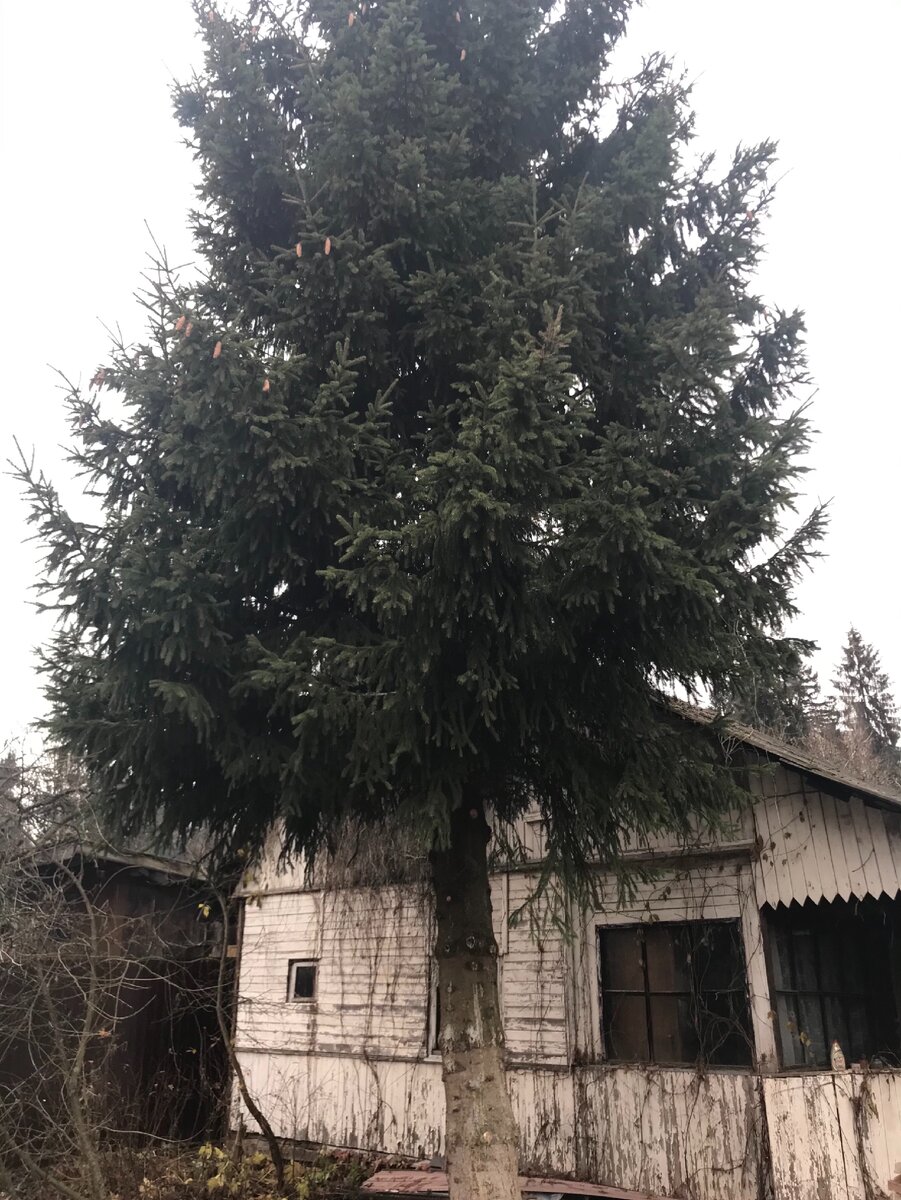 Елка на участке- плохая примета