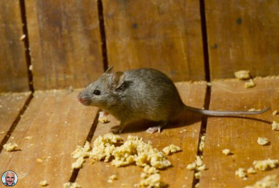 Грызуны по перед похолоданием ищут себе уголки, где можно укрыться от холода. Подвалы и погреба дома самое подходящее место