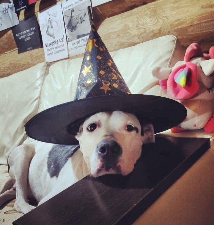 Они для нас — страница в жизни, а мы для них — вся жизнь Не бросайте их…