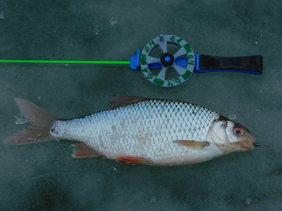 фото автора.плотва клюнула на уралку 0.65 гр.Подсадка силиконовая икринка.