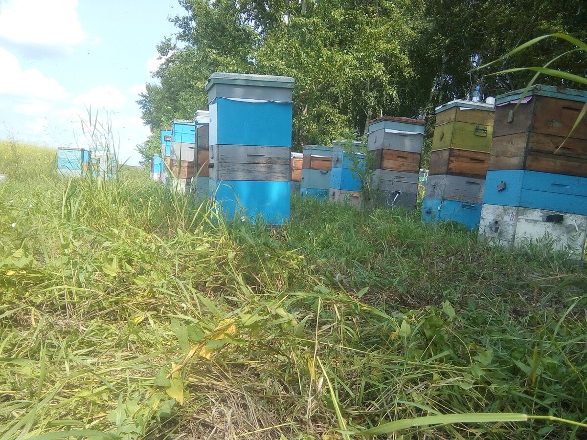 Своя пасека