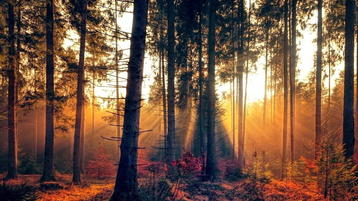 Осенний лес