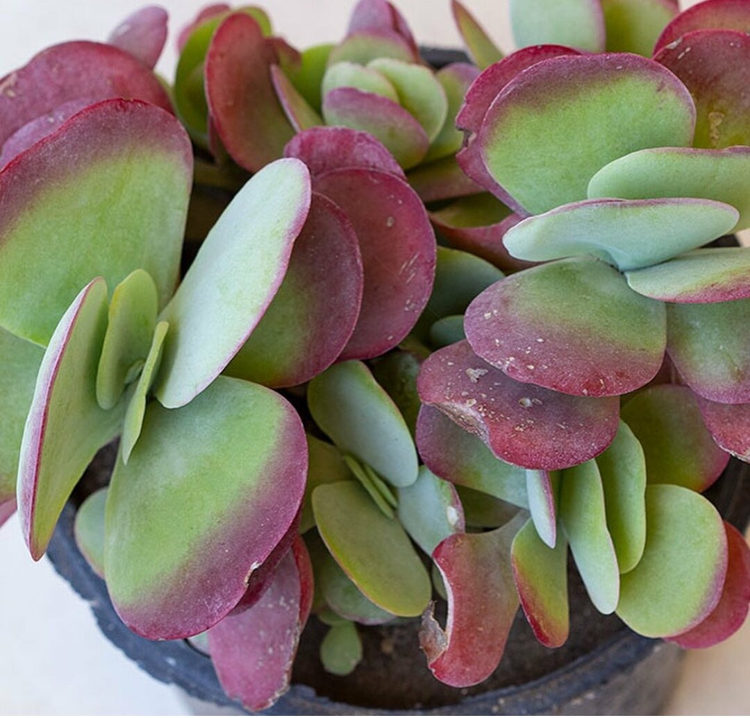 Kalanchoe Турсифлора