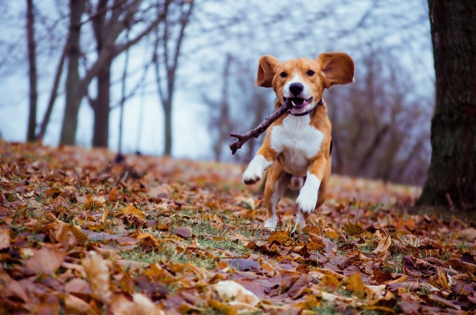 С собакой весело на любой прогулке