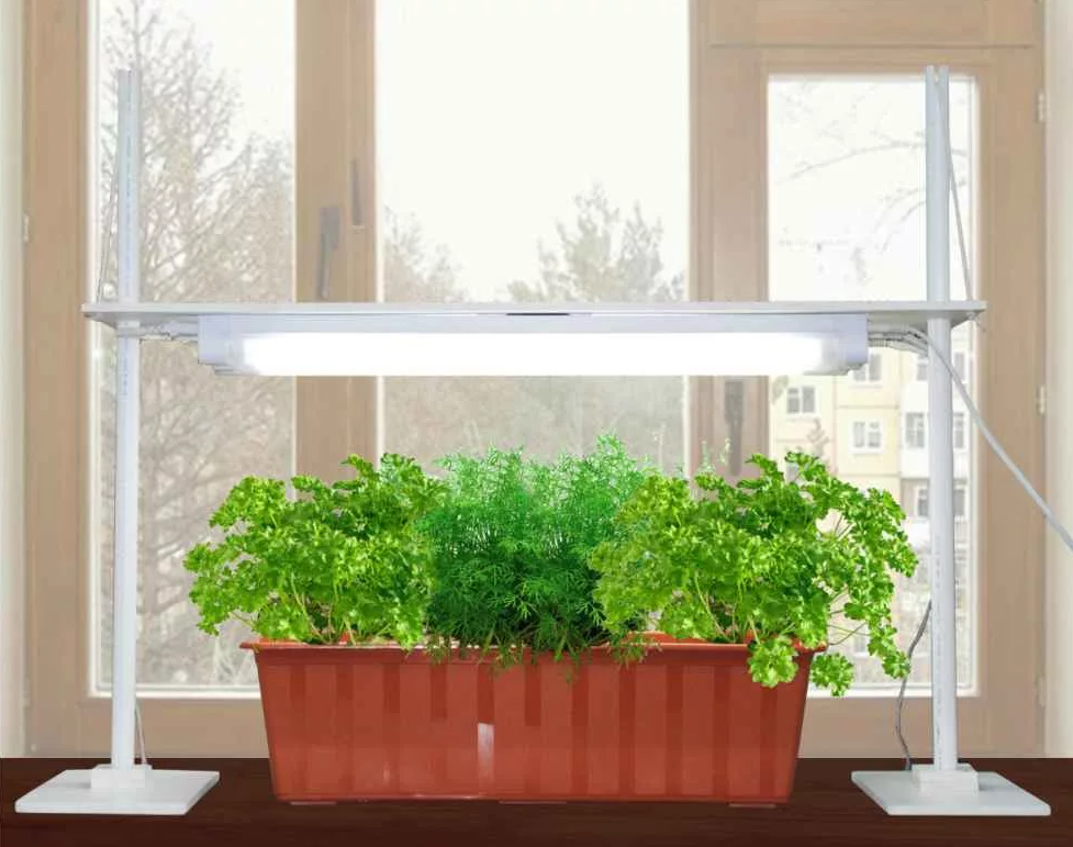 Зелень полезна в любое время года!