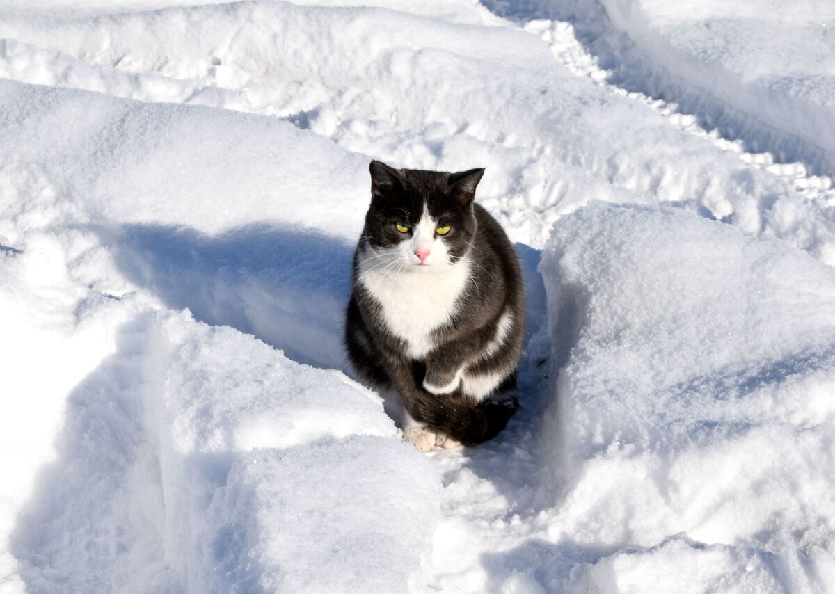 Кот в ожидании, когда почистят снег