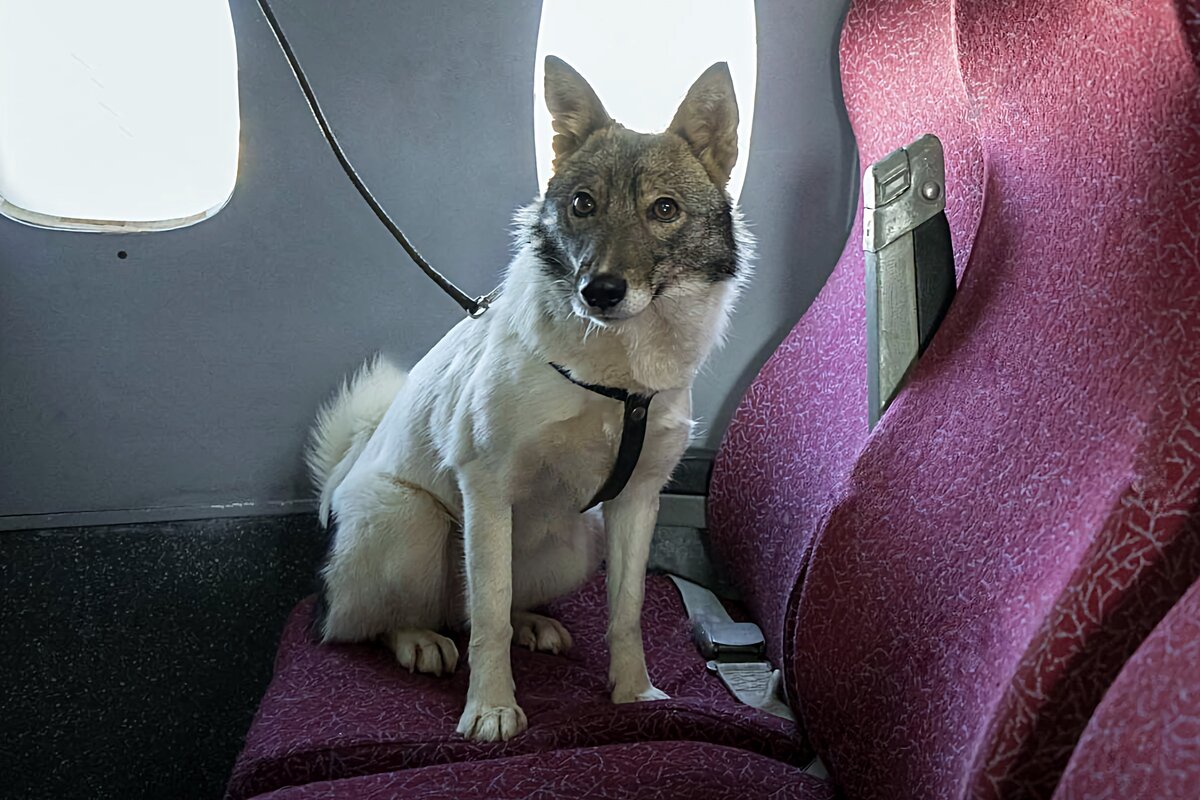 Russian team dog. Гибрид собаки и шакала. Шалайка. Собака Team Russia. Team Russia Dog.