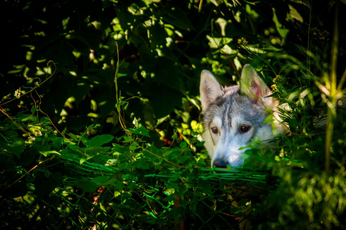 Маруся следит за щенками на прогулке