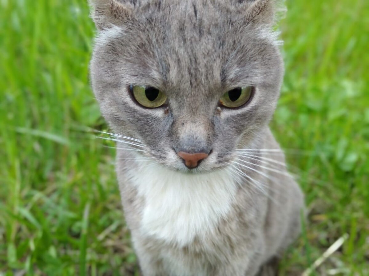 Зачем кошки мяукают (фото автора)