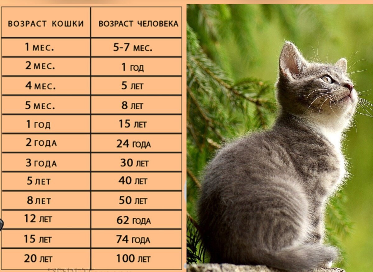 Годы кота по человеческим меркам. Кошачий Возраст. Таблица кошачьего возраста. Возраст кошки и человека. Соотношение возраста кошки и человека.