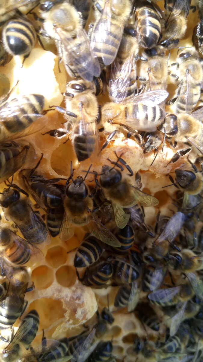 Разгрызенные свищевые маточники. После подсадки и выхода матки из прививочного маточника.