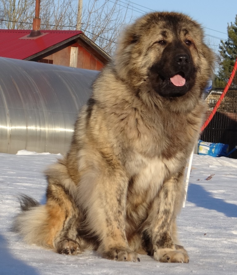 Кавказская овчарка 
