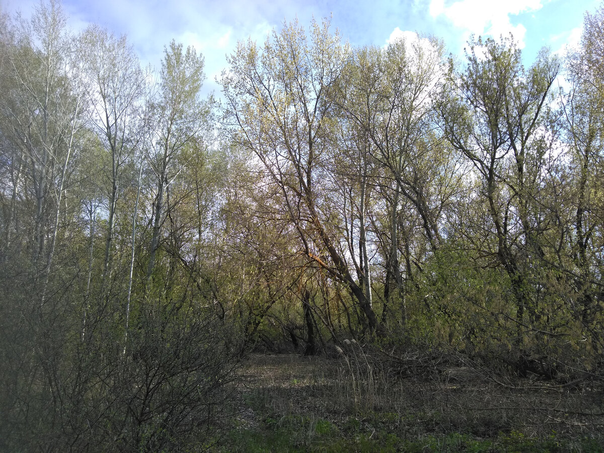 всё зеленеет, хорошо).