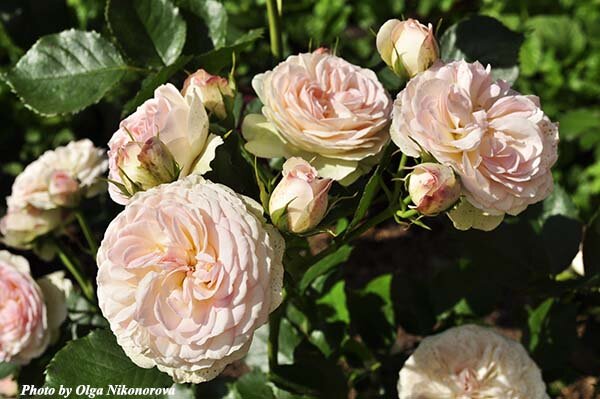 Розы любят подкормки