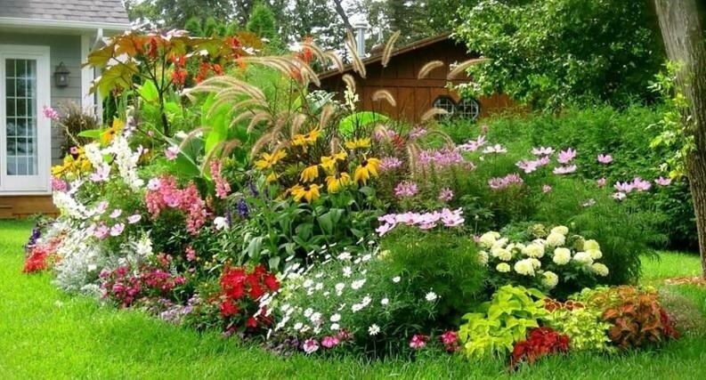 Самые неприхотливые многолетники: для тех, у кого мало времени!