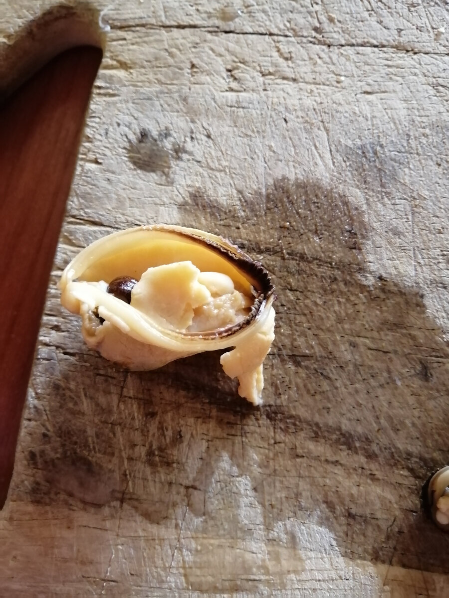 Так мидии выглядят после всех манипуляций. Красавица, правда же!