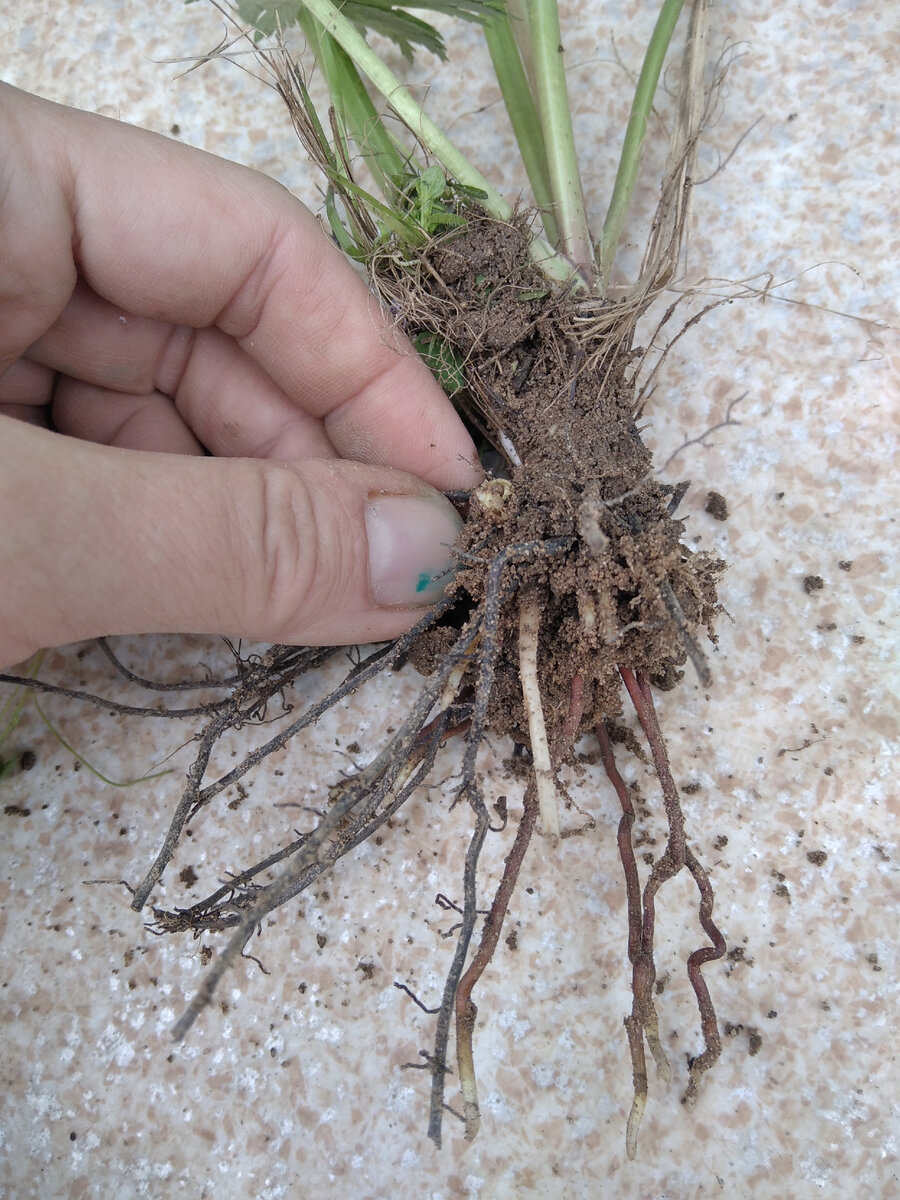 Корневая система у него довольно компактная, как оказалось. 