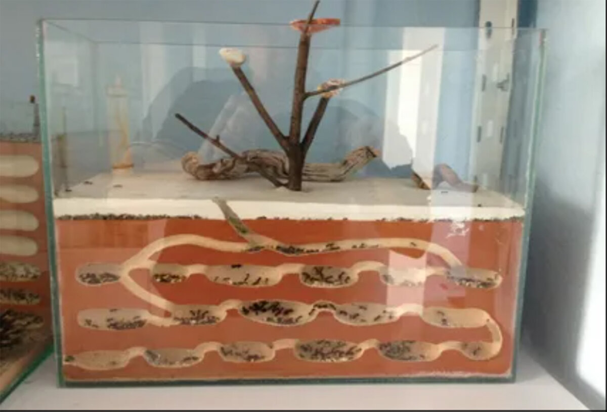 Формикарий, муравьиная ферма.