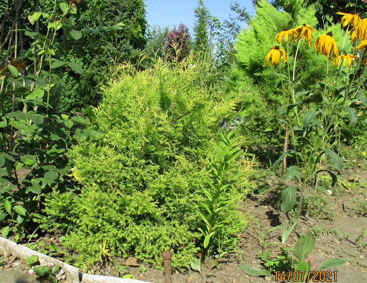 Такая она без стрижки.