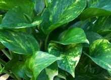 Эпипремнум золотистый E.aureus «Golden Pothos»