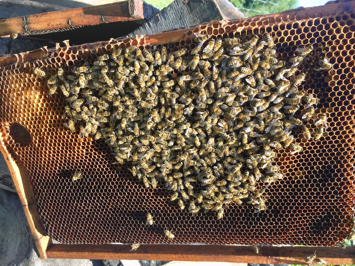 Прилётный рой.