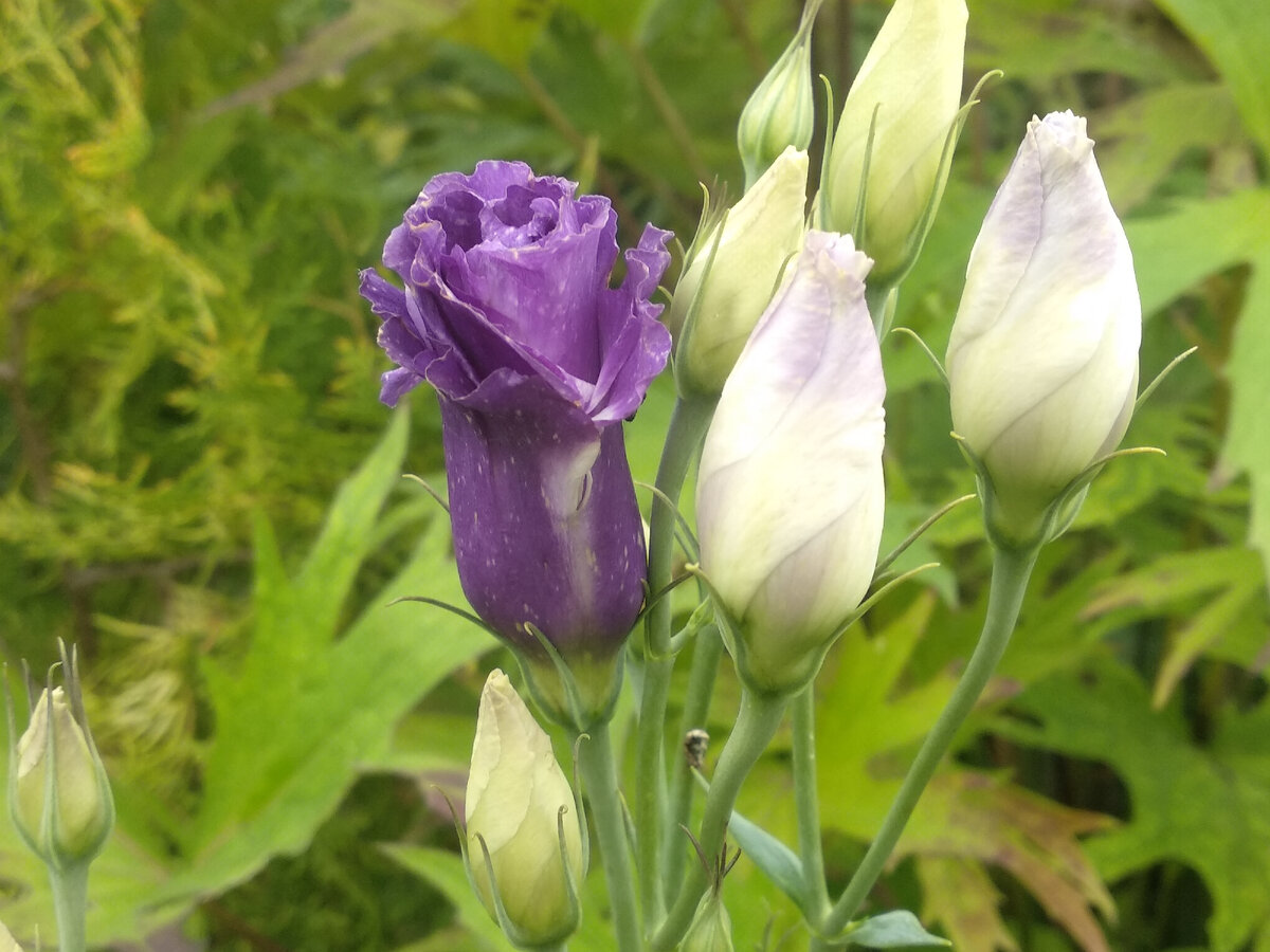 Првый распускающийся бутон эустомы. Фото автора.