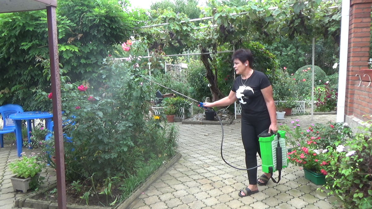 Также можно опрыскать розы по листьям препаратом ЦИРКОН 1мл/10л, так как он усиливает подачу калия и фосфора в клетки. 