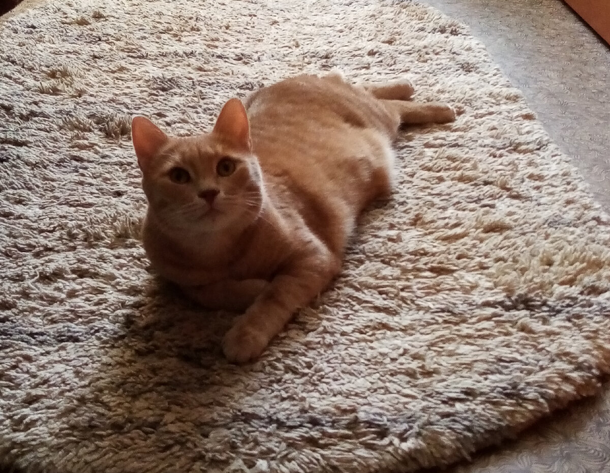 Мой кот. Очень умный, всё понимает, только что не говорит. 