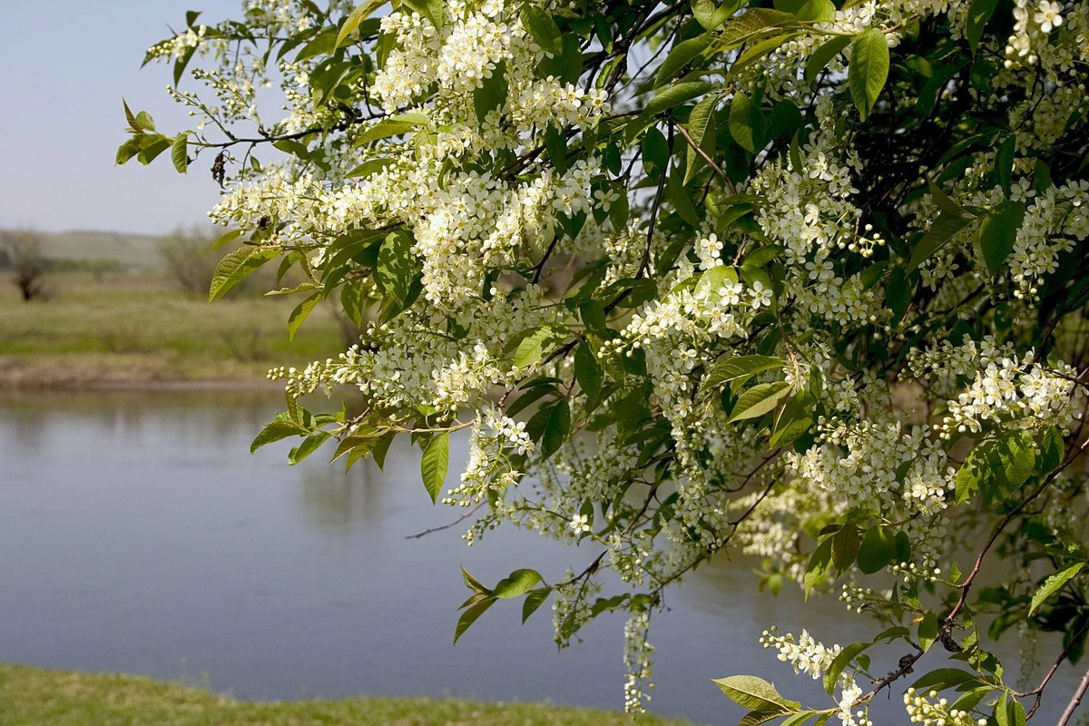 Яндекс Картинки
