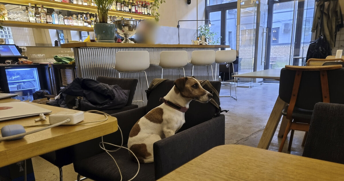 "Alma", интерьер. Местный пёсель